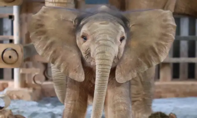 Three elephant babies were born at Shanghai Wildlife Park
