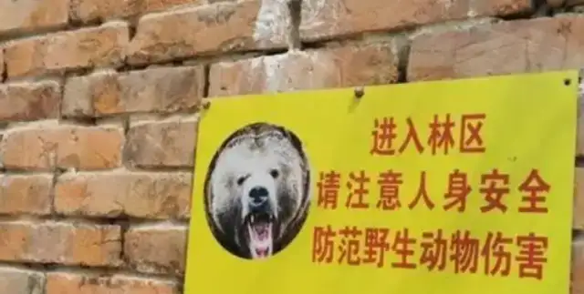 It's rare! Three wild black bears,
