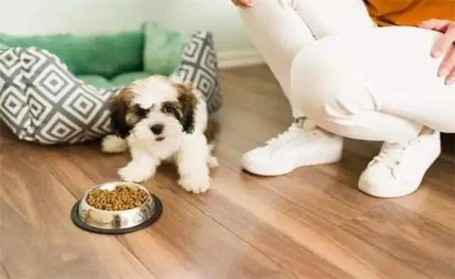 What can a dog eat for a month