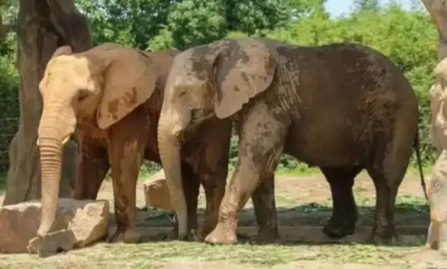 Three elephant babies were born at Shanghai Wildlife Park