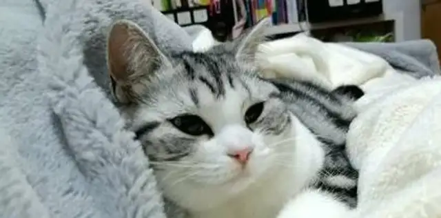 She suddenly died in the shower. The cat owner cried while watching the monitor