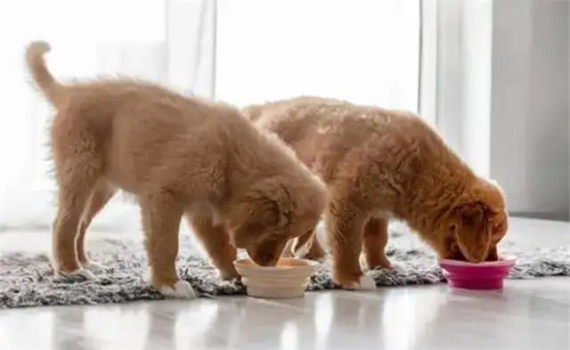 What can a dog eat for a month