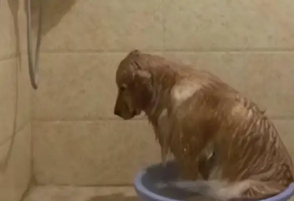 Blonde bathed himself. Half the accident took place. Squawk officials laughed. Foot