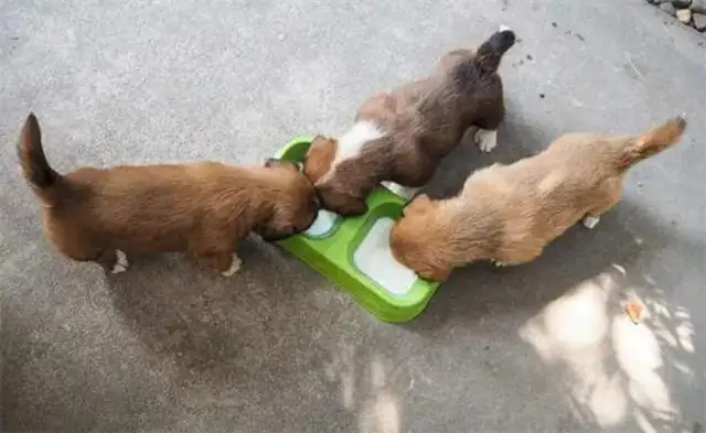 What can a dog eat for a month