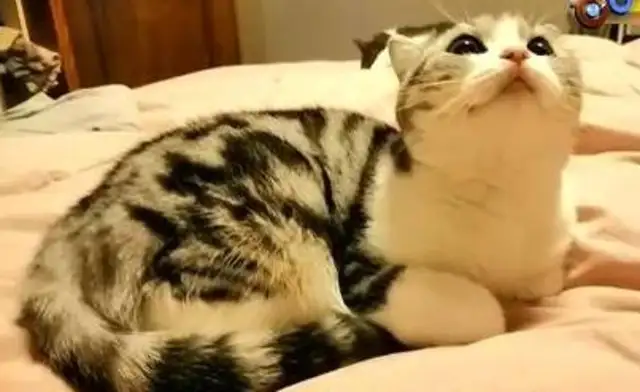 She suddenly died in the shower. The cat owner cried while watching the monitor