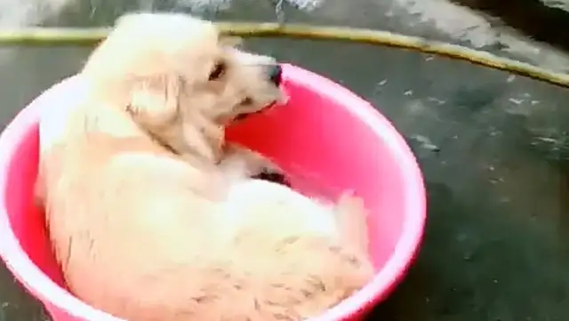 Blonde lies in a bath bucket, and he's being treated badly by his master. Jump