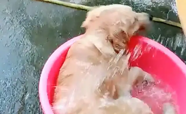 Blonde lies in a bath bucket, and he's being treated badly by his master. Jump