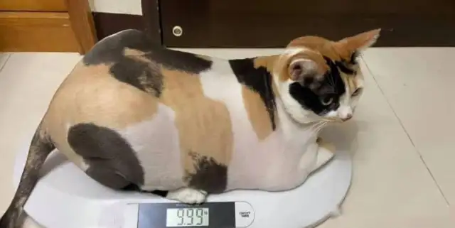 The master bathed the cat, and he beat his master with his claws and looked angry: