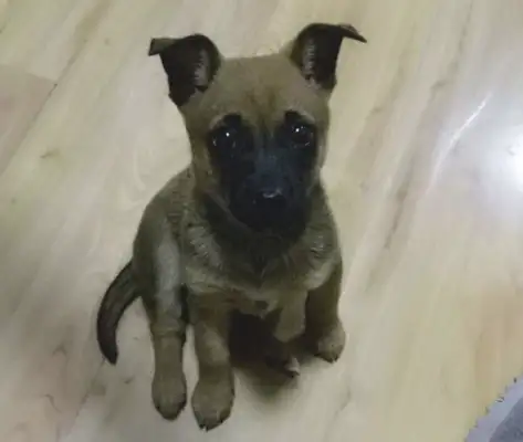 You can go to the bathroom and see a dog like that