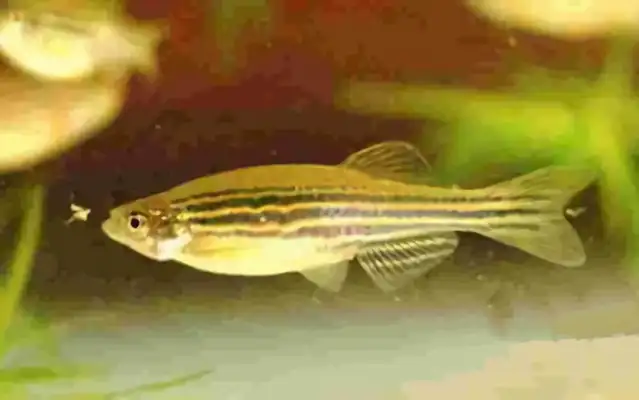 Big zebra fish identity information
