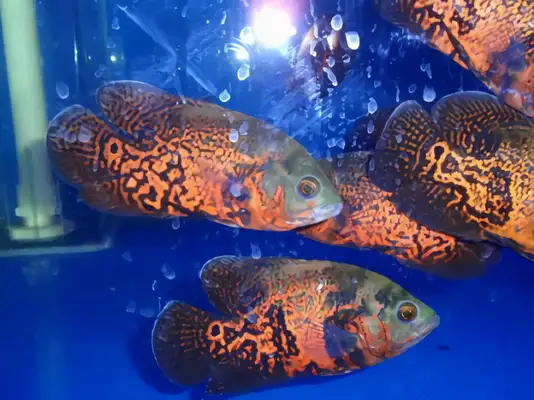 Map fish identity information