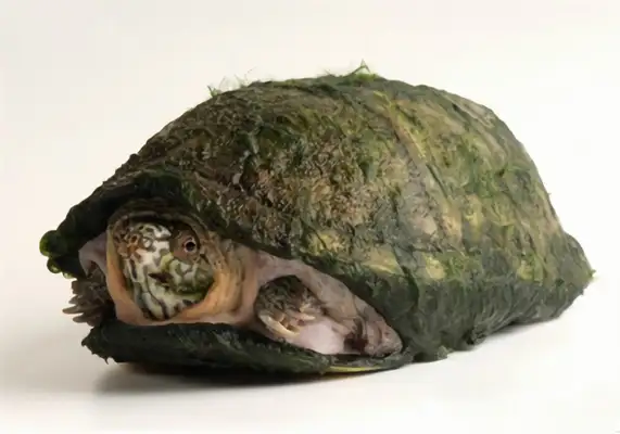 Alamo mud turtle identity information