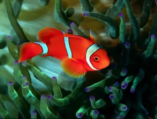 Clown Fish Identity Information