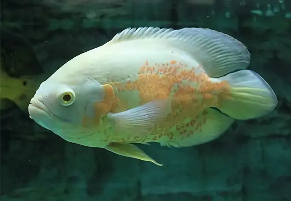 Map fish identity information