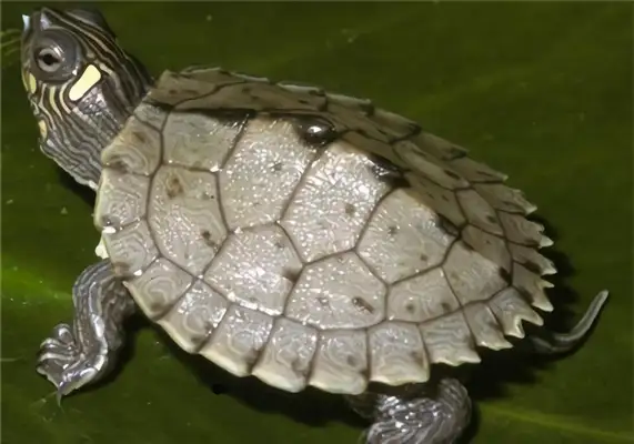 Mississippi map turtle identity information