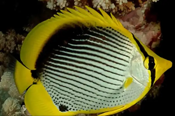 Blackback Butterfly ID