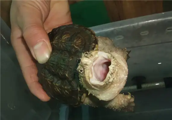 Florida draws up an ID on the crocodile