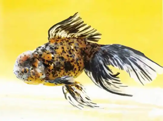 Brown high-head flipping goldfish identity information
