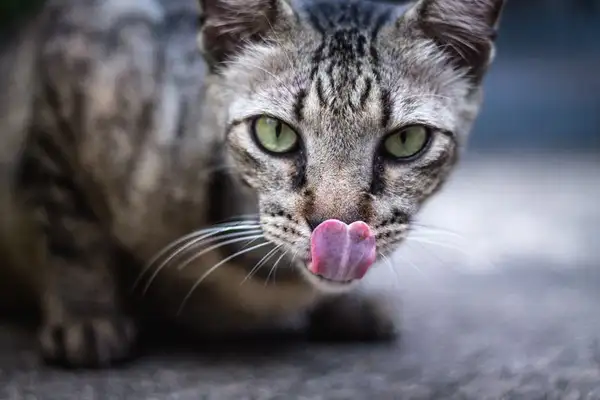 Introduction to short-duper cat species in Brazil