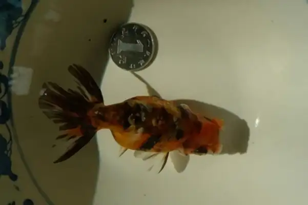 Brown high-head flipping goldfish identity information