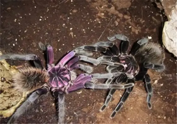 Colombian laser identity information