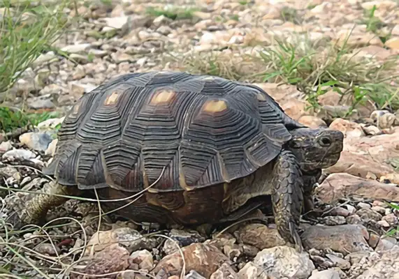 Texas mole identity information