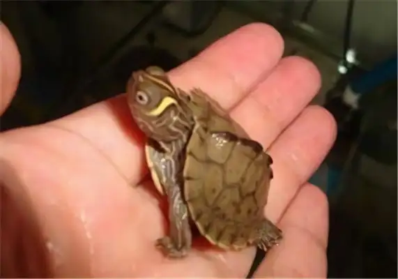 Mississippi map turtle identity information