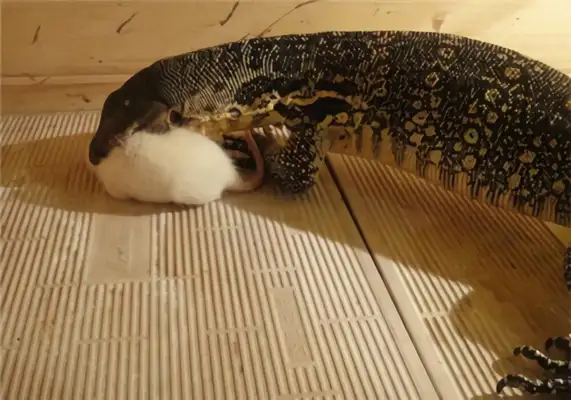 Alligator identity information