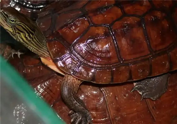 Fitch Tortoise Identity Information