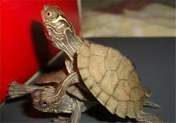 Mississippi map turtle identity information