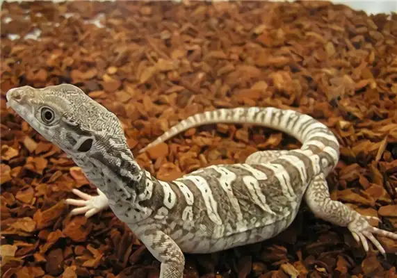 Alligator identity information