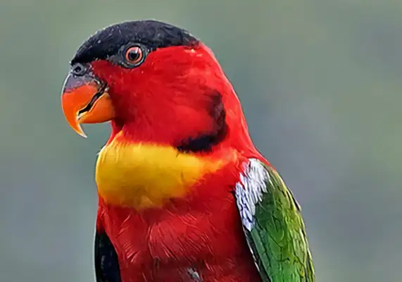 Yellow-collar parrot identity information