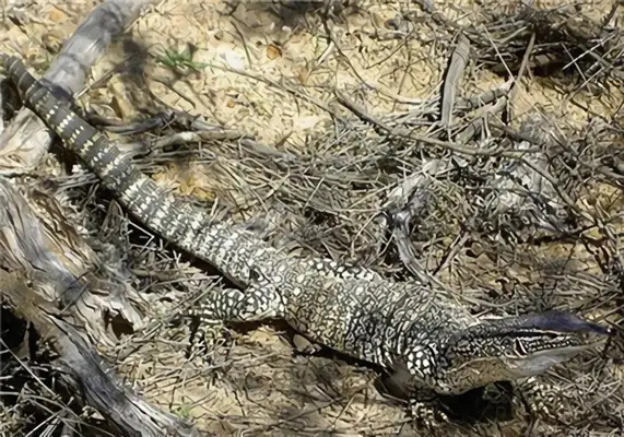 Alligator identity information