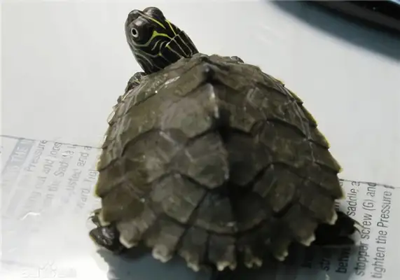 Texas Map Turtle Identity Information