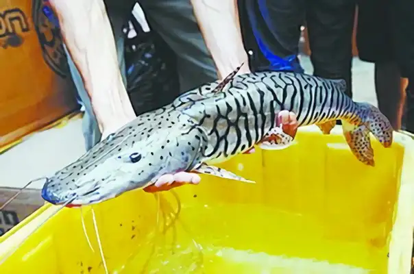 Tiger identity information