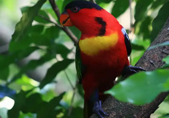 Yellow-collar parrot identity information