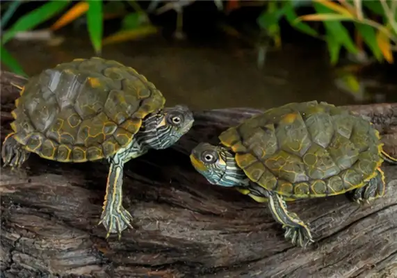 Texas Map Turtle Identity Information