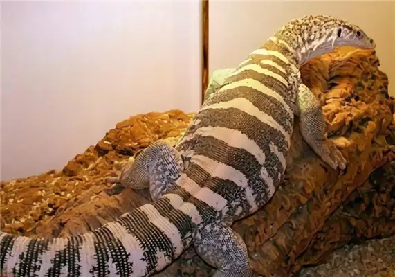Alligator identity information