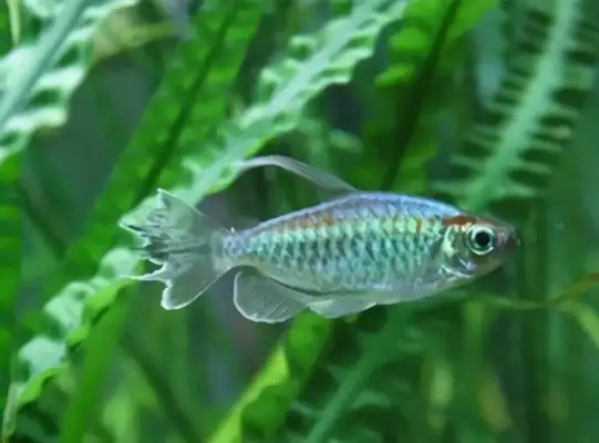 Congolese flagfish identity information