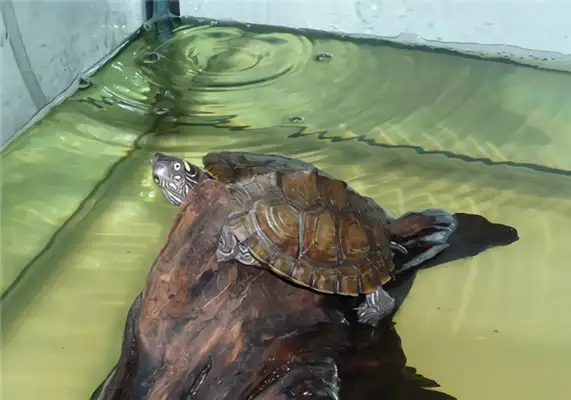 Texas Map Turtle Identity Information