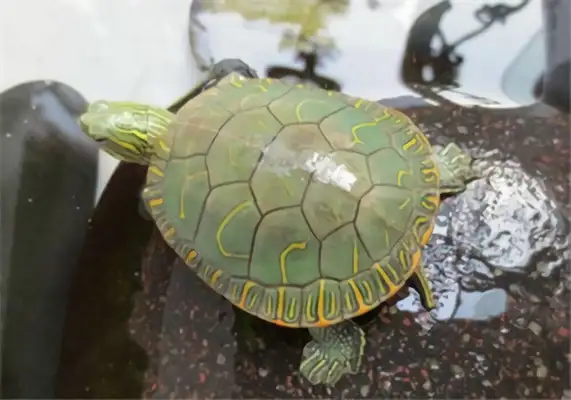 Western Turtle Identity Information