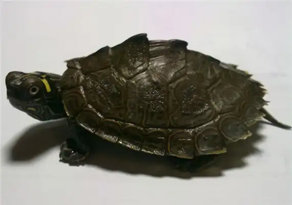 Texas Map Turtle Identity Information