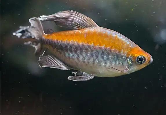 Congolese flagfish identity information