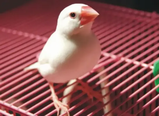 Whitebird Identity Information