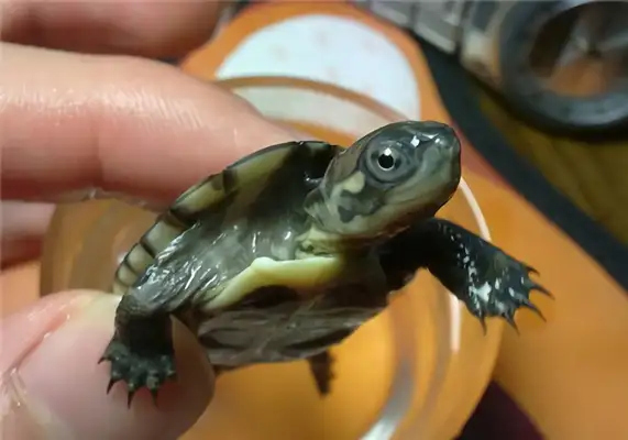 Texas Map Turtle Identity Information