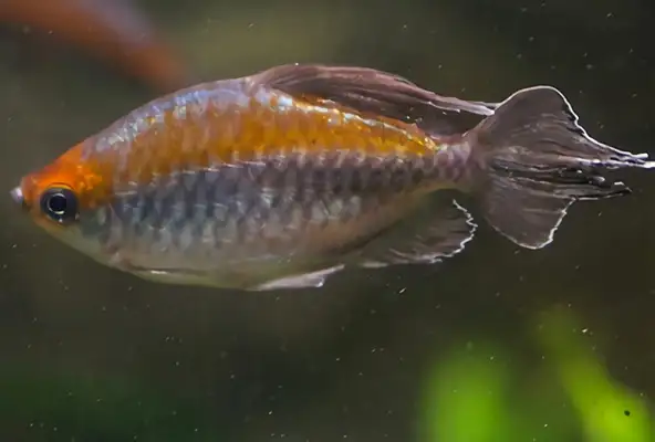 Congolese flagfish identity information