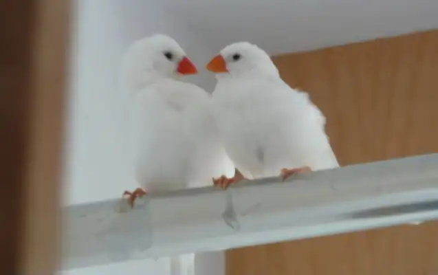 Whitebird Identity Information