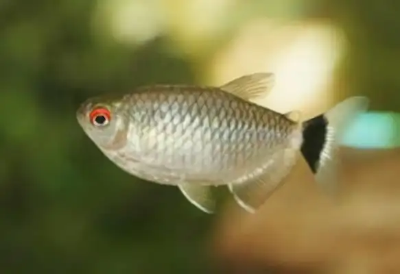 Silver screen lightfish identity information