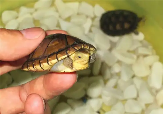 Alamo mud turtle identity information