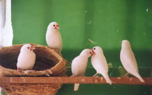 Whitebird Identity Information